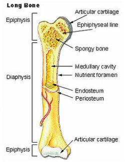 Skeletal Anatomy - Mr. Wolf